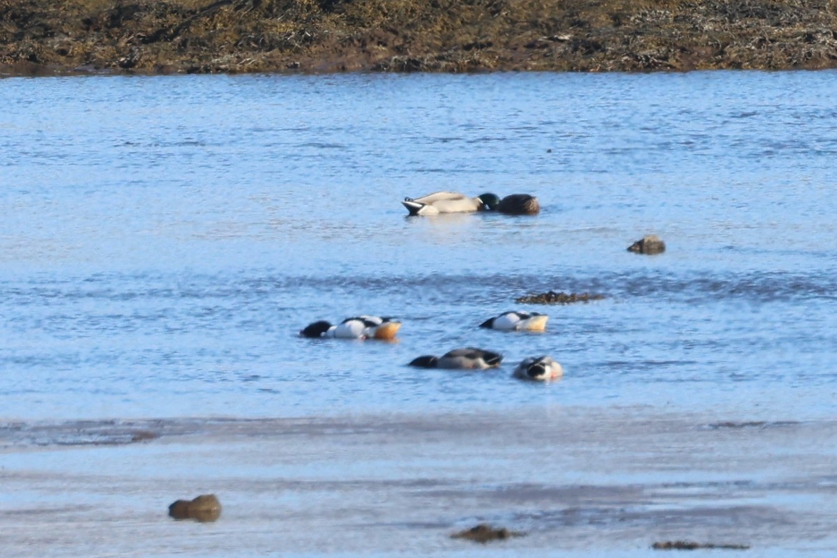 Common Eider - ML635522185