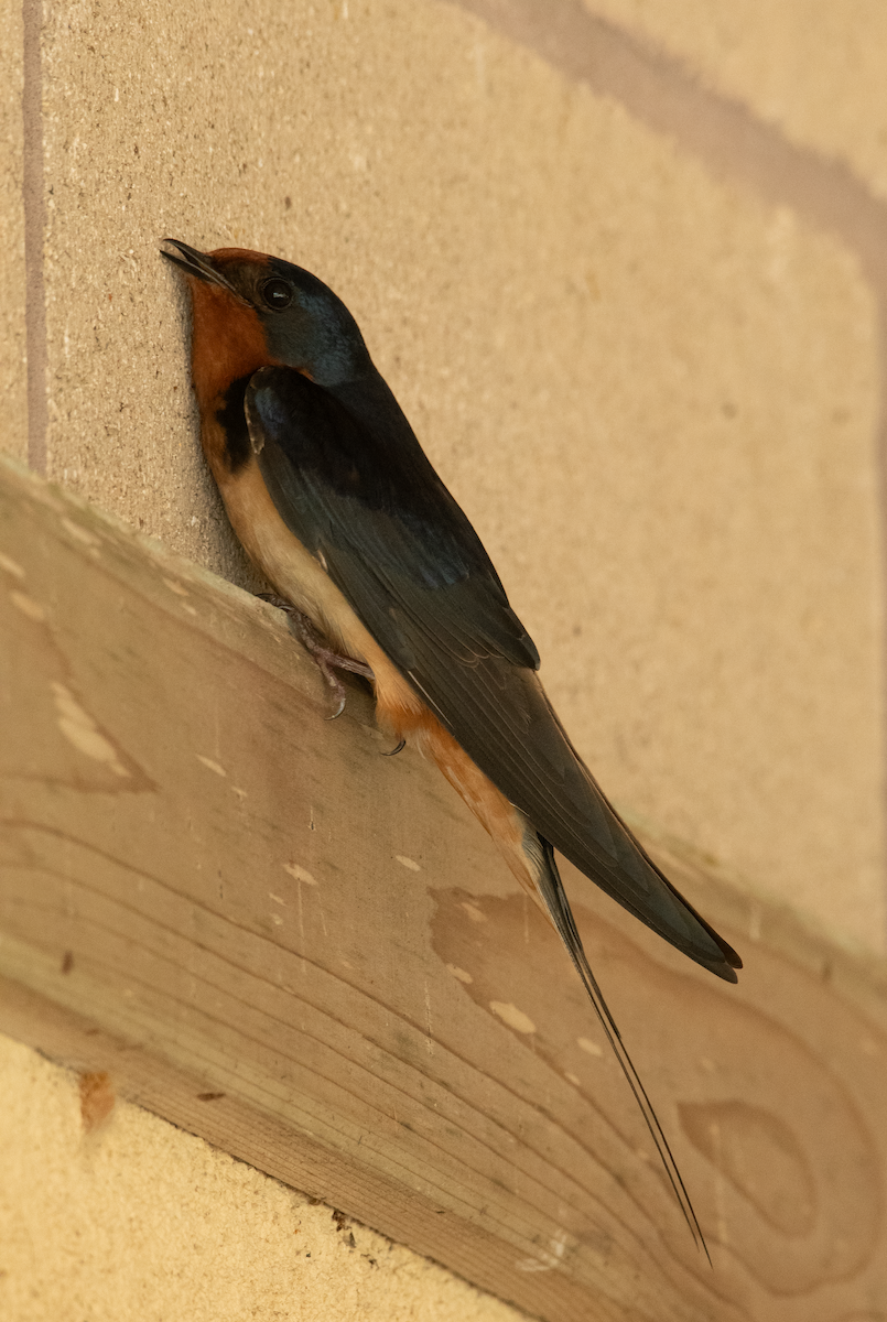 Barn Swallow - ML635522186