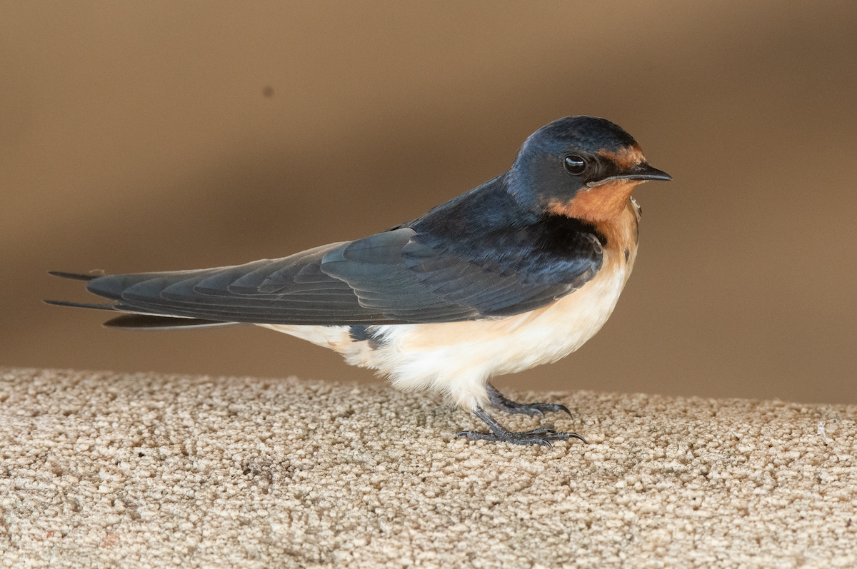 Barn Swallow - ML635522187
