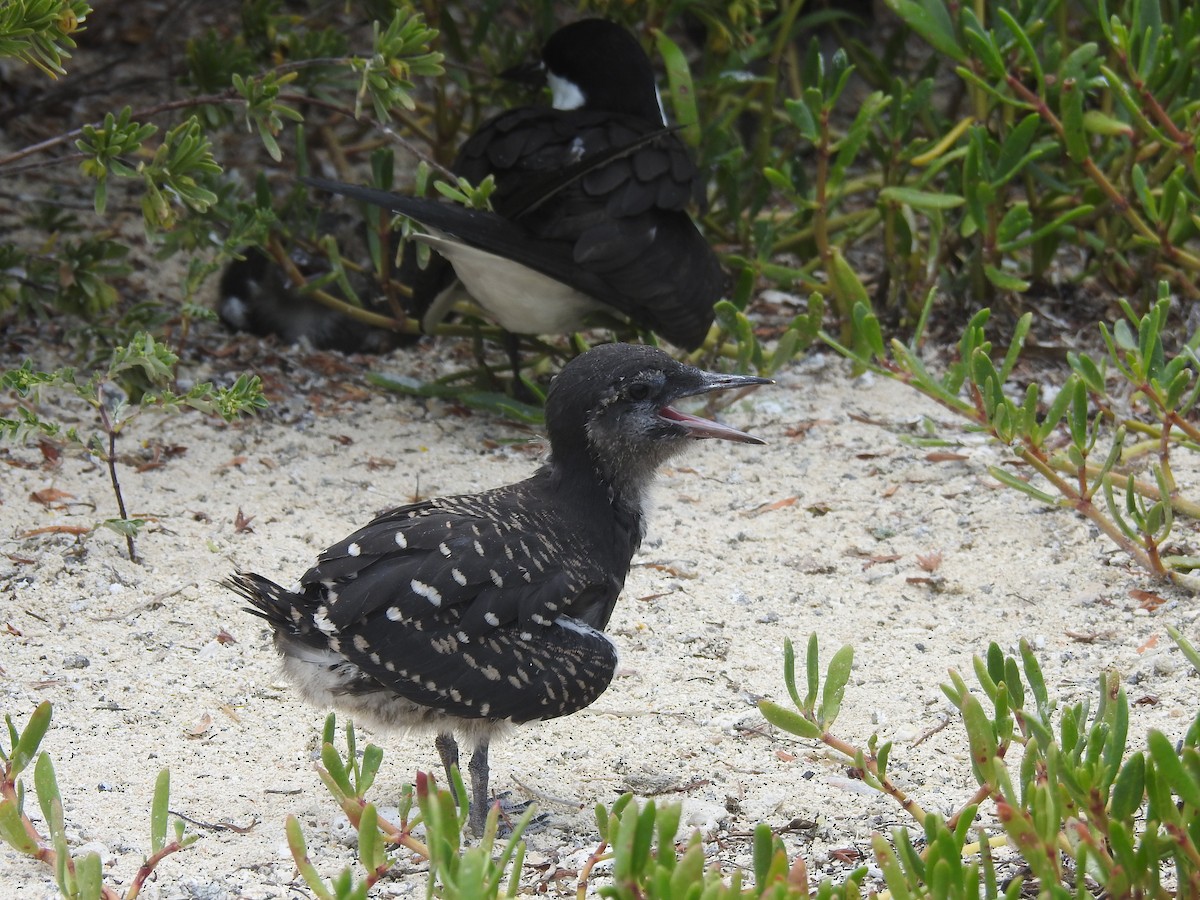 Sooty Tern - ML635522189