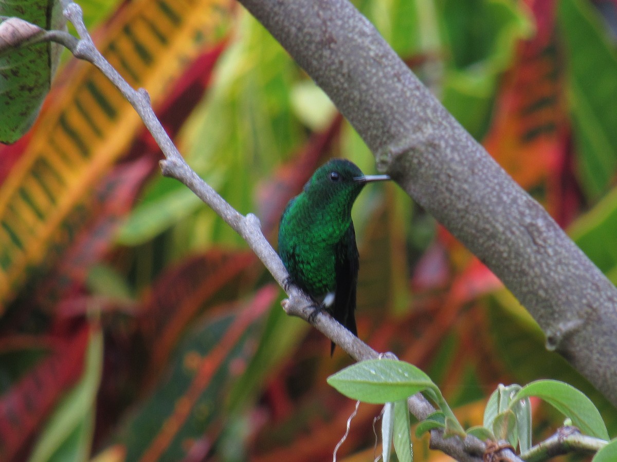 Steely-vented Hummingbird - ML635522191