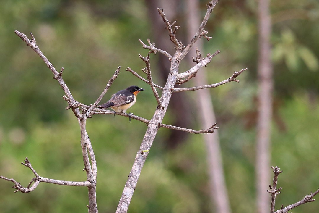 White-rumped Tanager - ML635522193