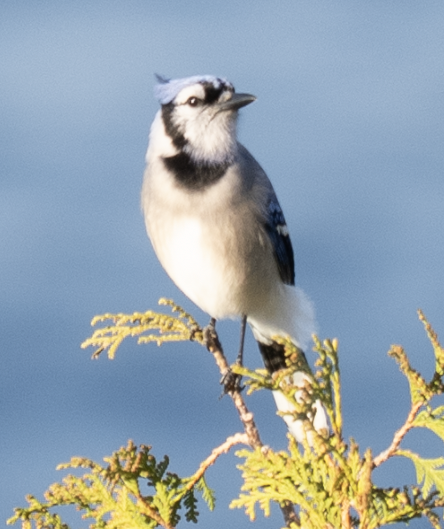 Blue Jay - ML635522194