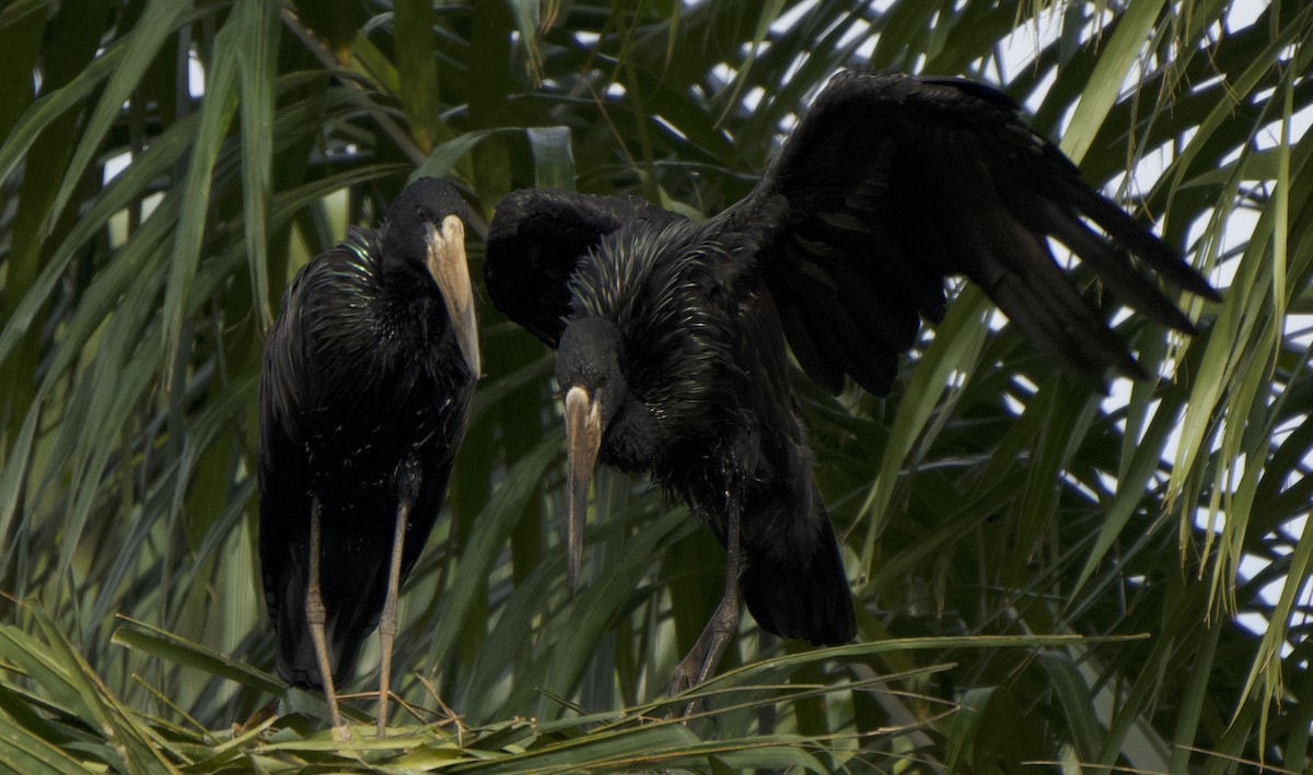 African Openbill - ML635522197
