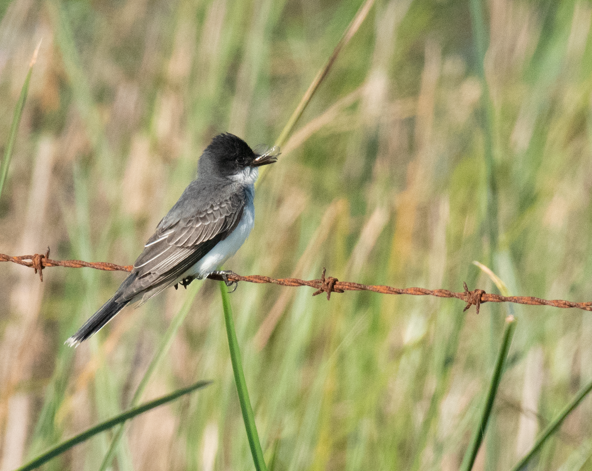 Eastern Kingbird - ML635522199