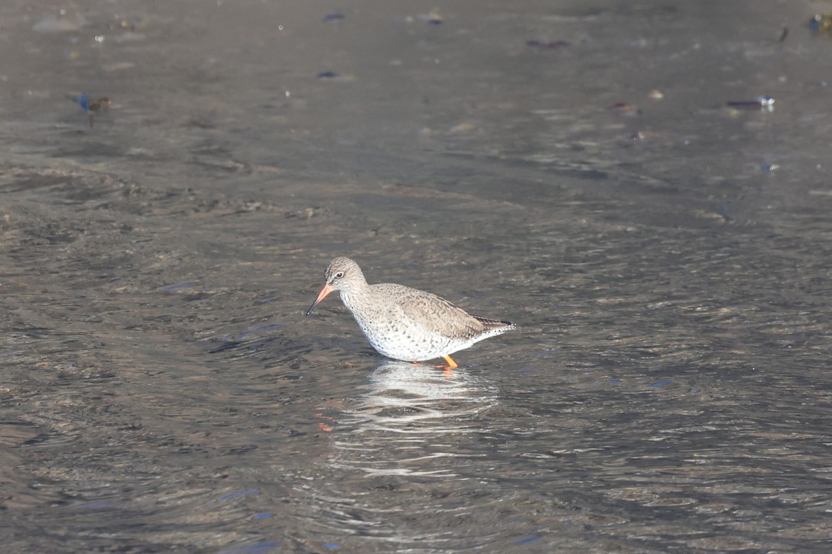 Common Redshank - ML635522203