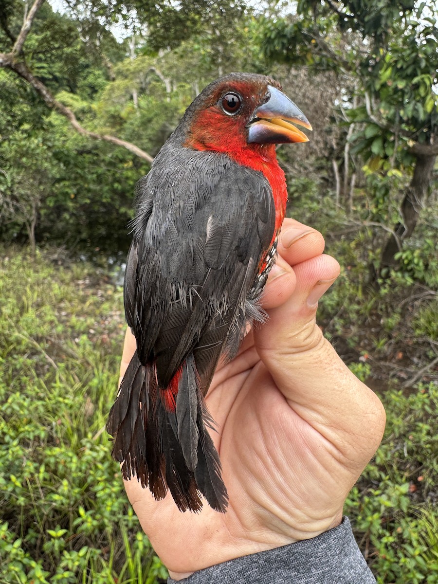 Western Bluebill - ML635522205