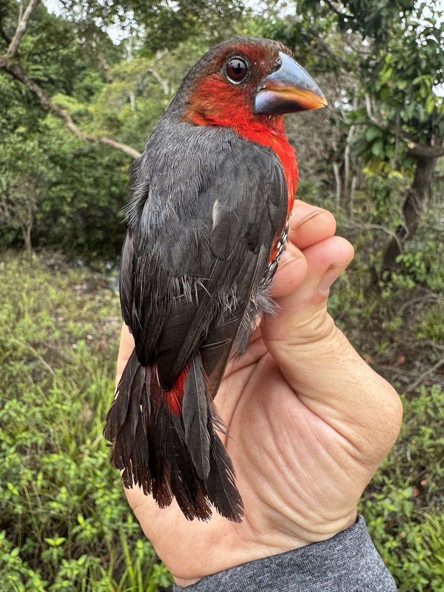 Western Bluebill - ML635522206