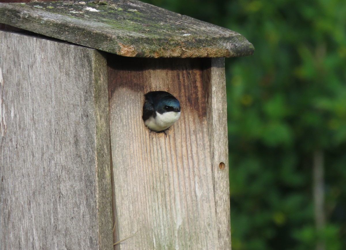 Tree Swallow - ML635522207