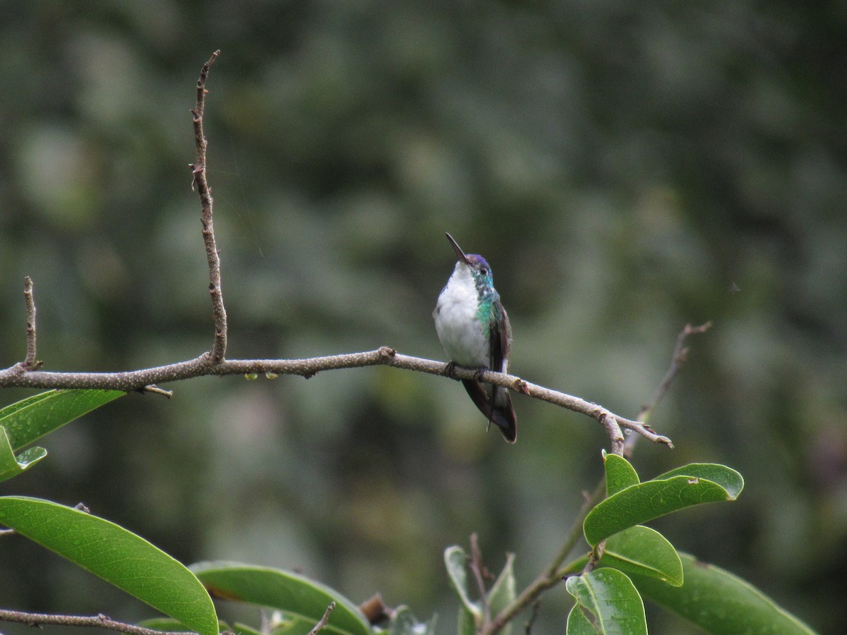 Rufous-tailed Hummingbird - ML635522209