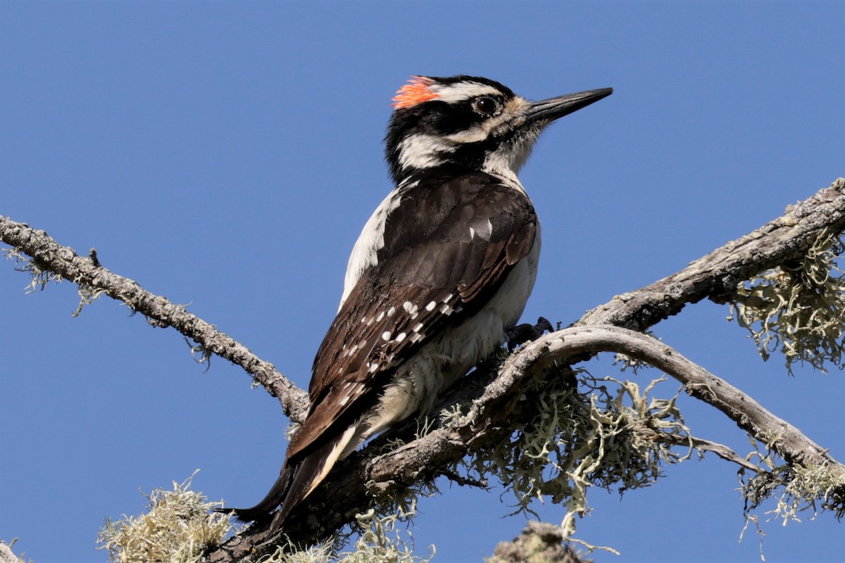 Hairy Woodpecker - ML635522210