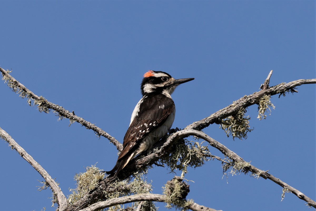 Hairy Woodpecker - ML635522211