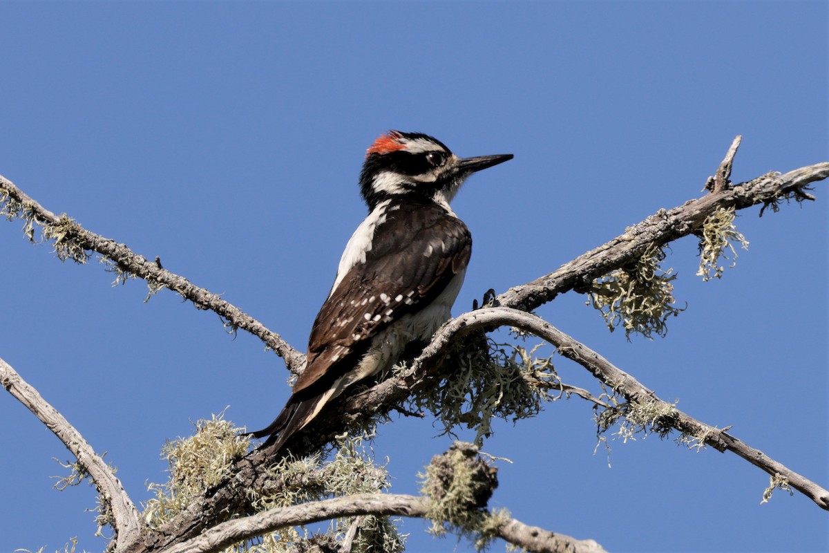 Hairy Woodpecker - ML635522212