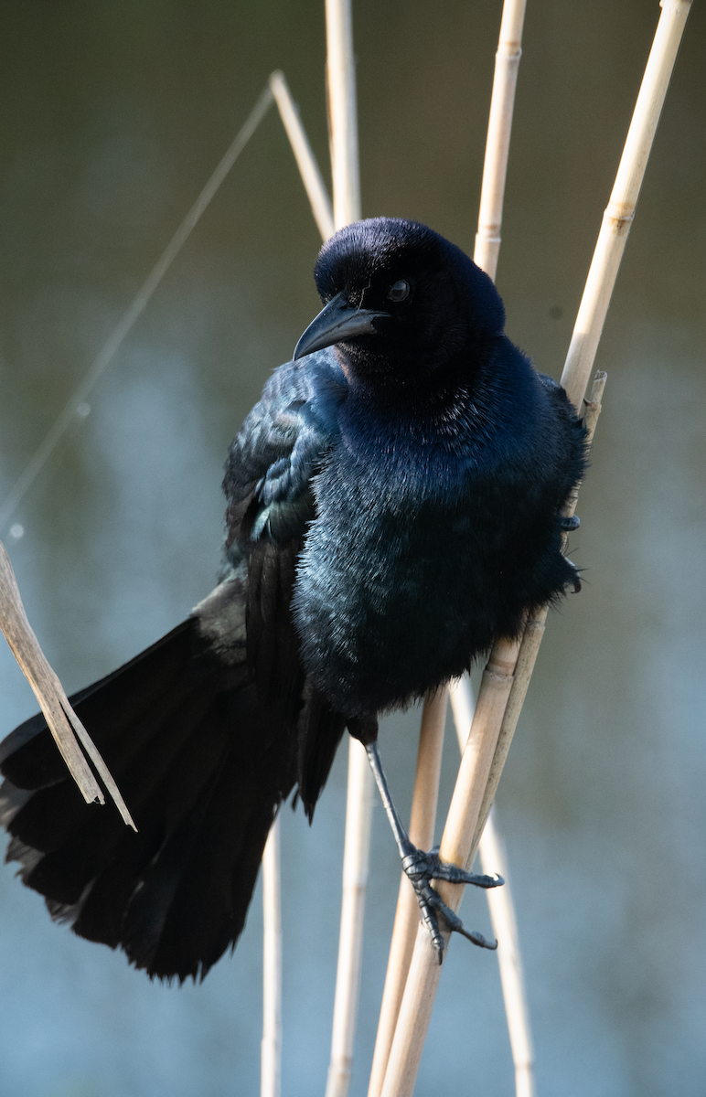 Boat-tailed Grackle - ML635522214