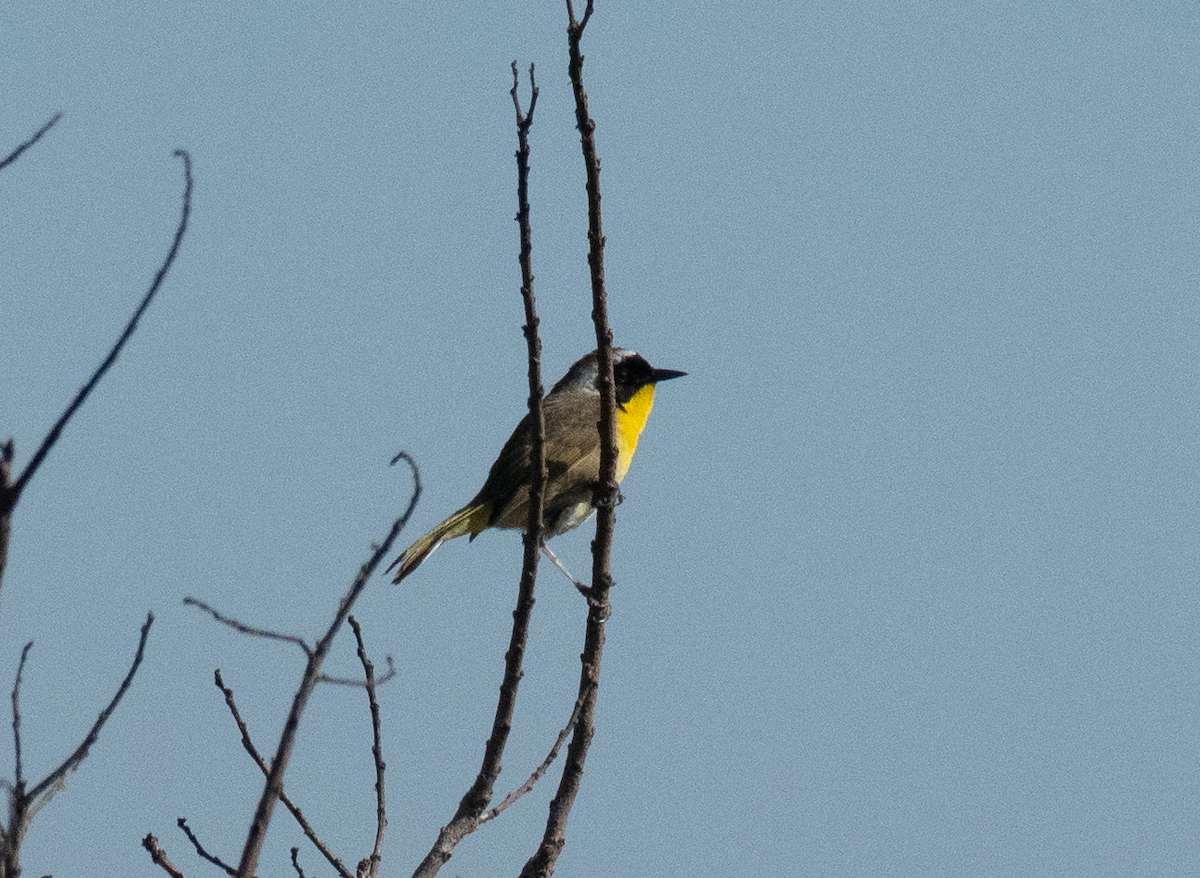 Common Yellowthroat - ML635522222