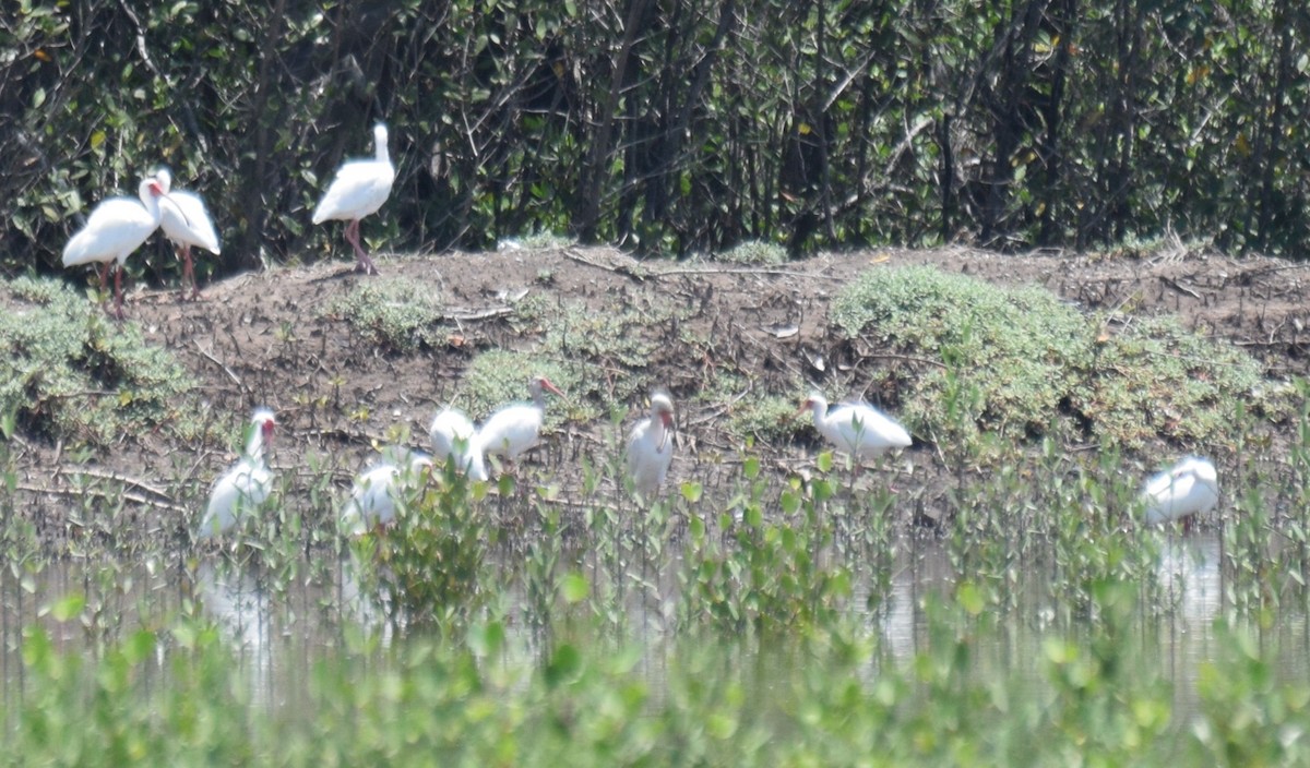 Ibis zuria - ML635522296