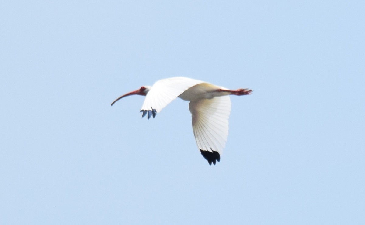 Ibis zuria - ML635522297