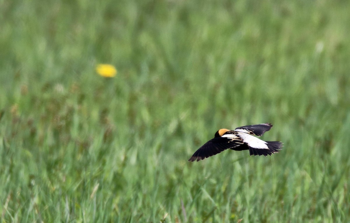 Bobolink - ML635522306