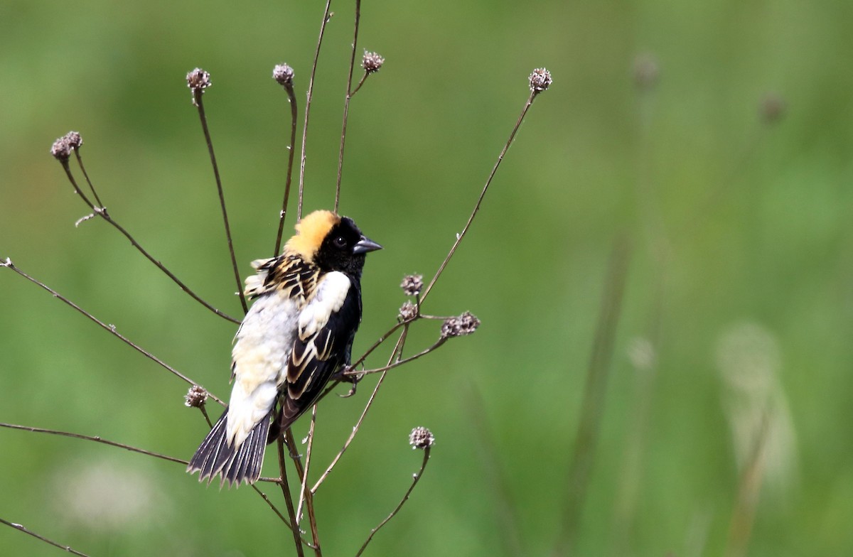 Bobolink - ML635522307