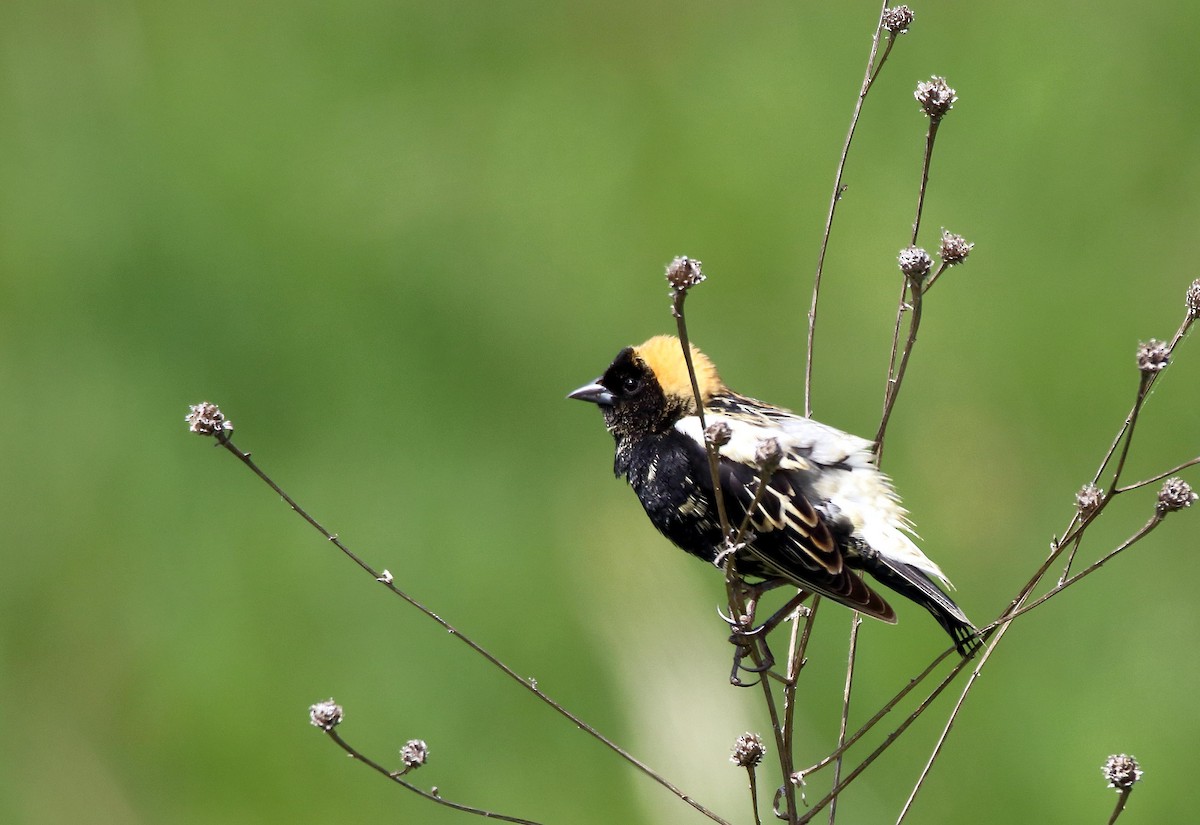 Bobolink - ML635522308