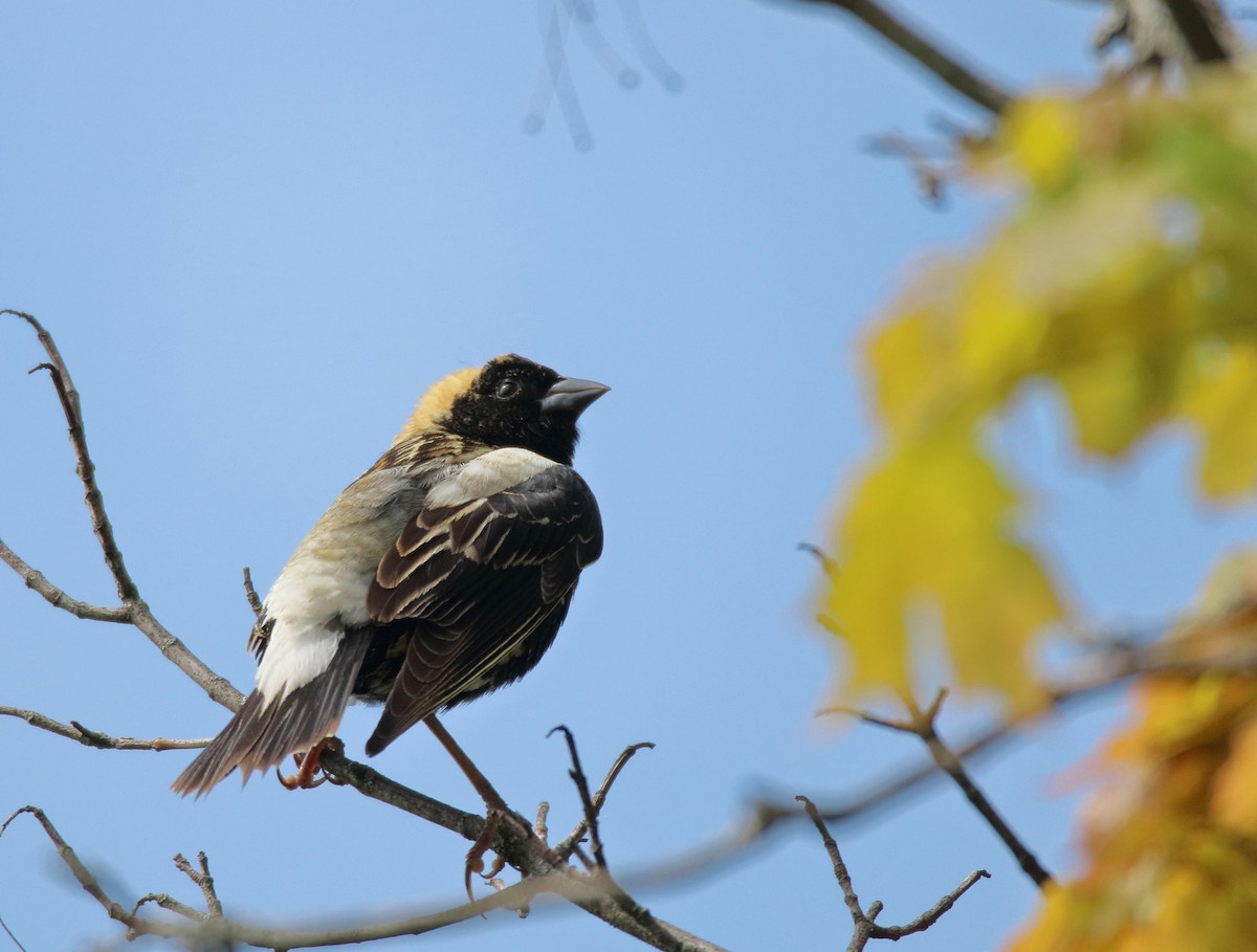 Bobolink - ML635522309