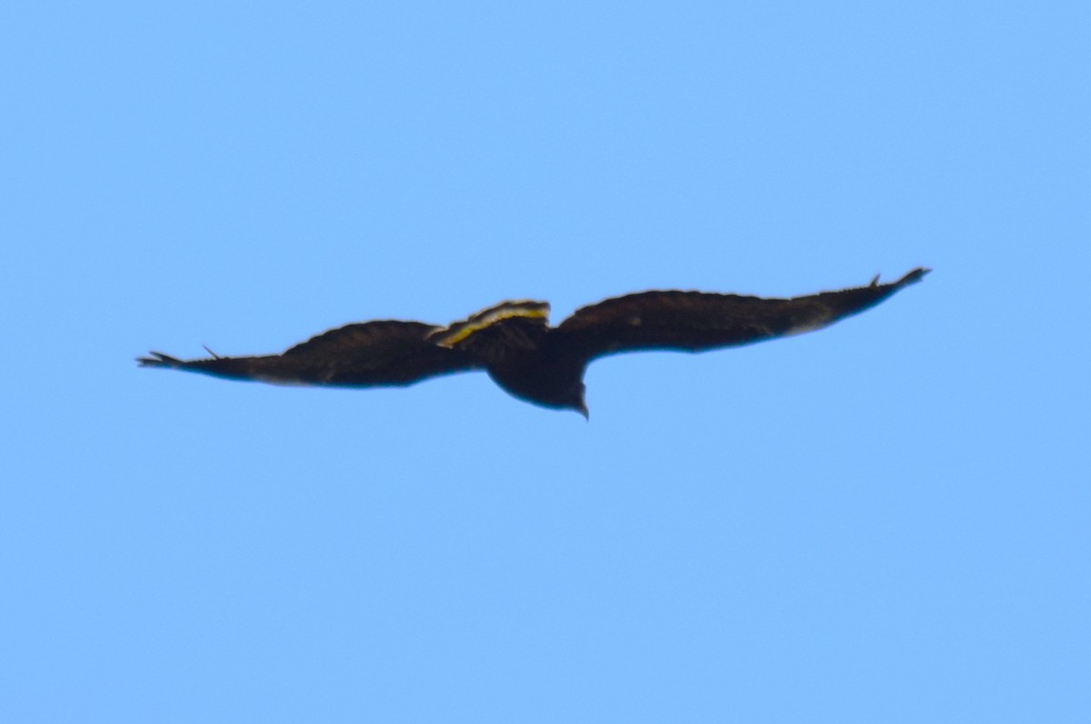 Zone-tailed Hawk - ML635522316