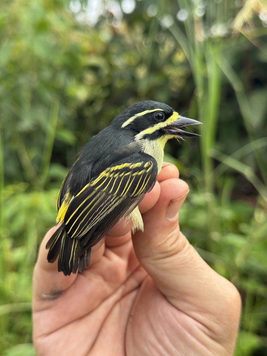 Yellow-throated Tinkerbird - ML635522337