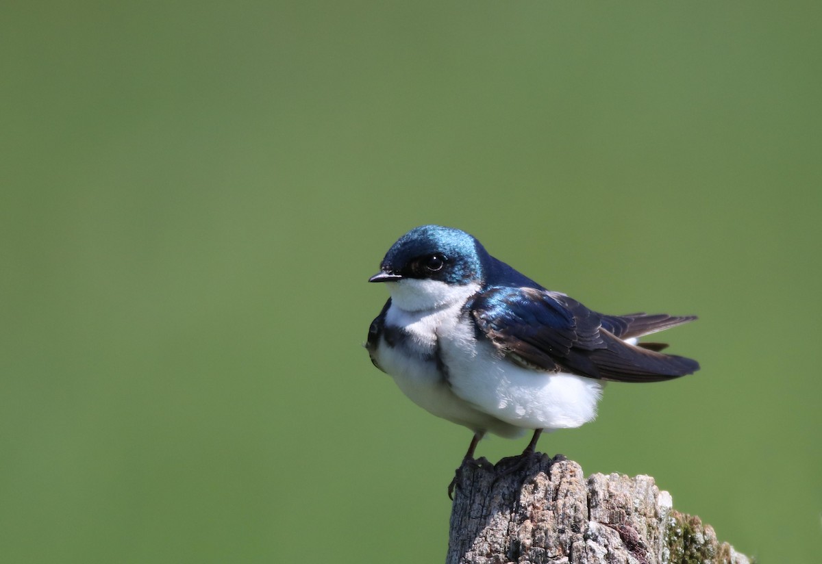 Tree Swallow - ML635522367