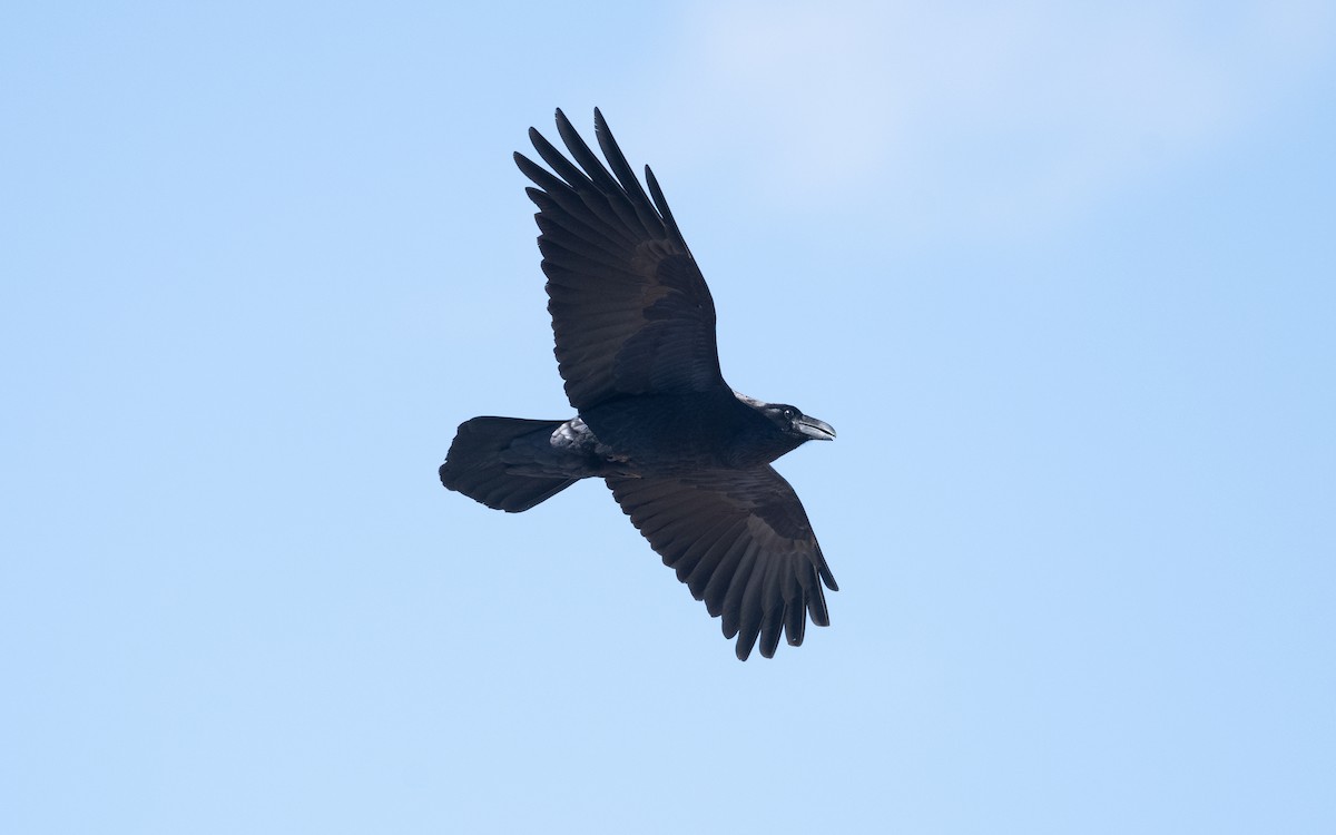 Common Raven - ML635522376