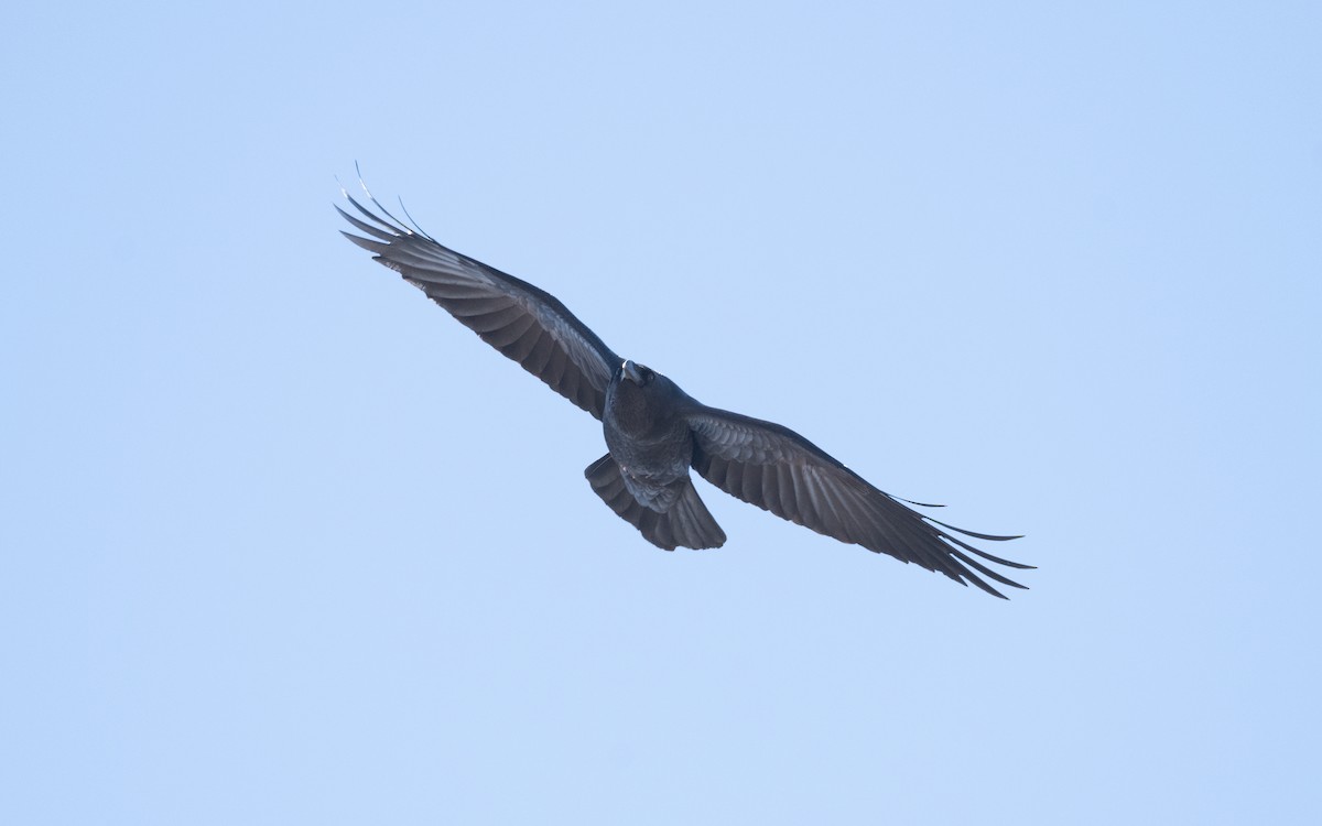 Common Raven - ML635522377