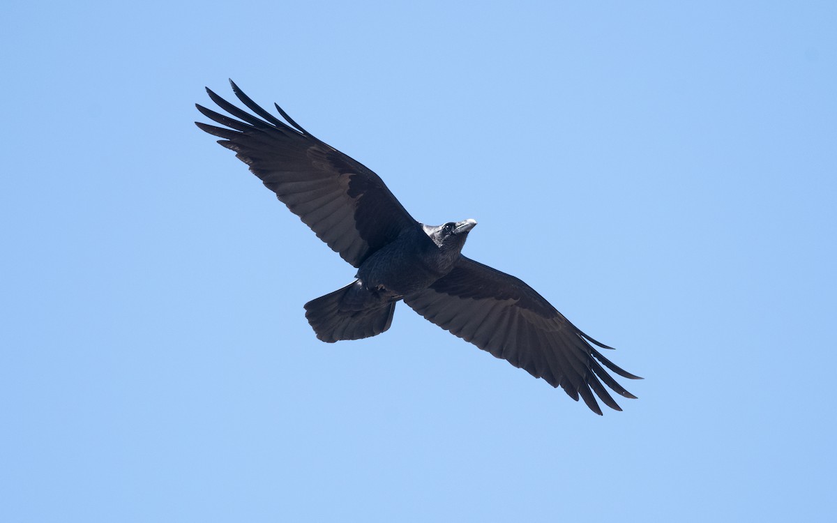 Common Raven - ML635522378