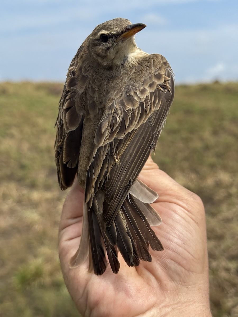 Pipit à longues pattes - ML635522379