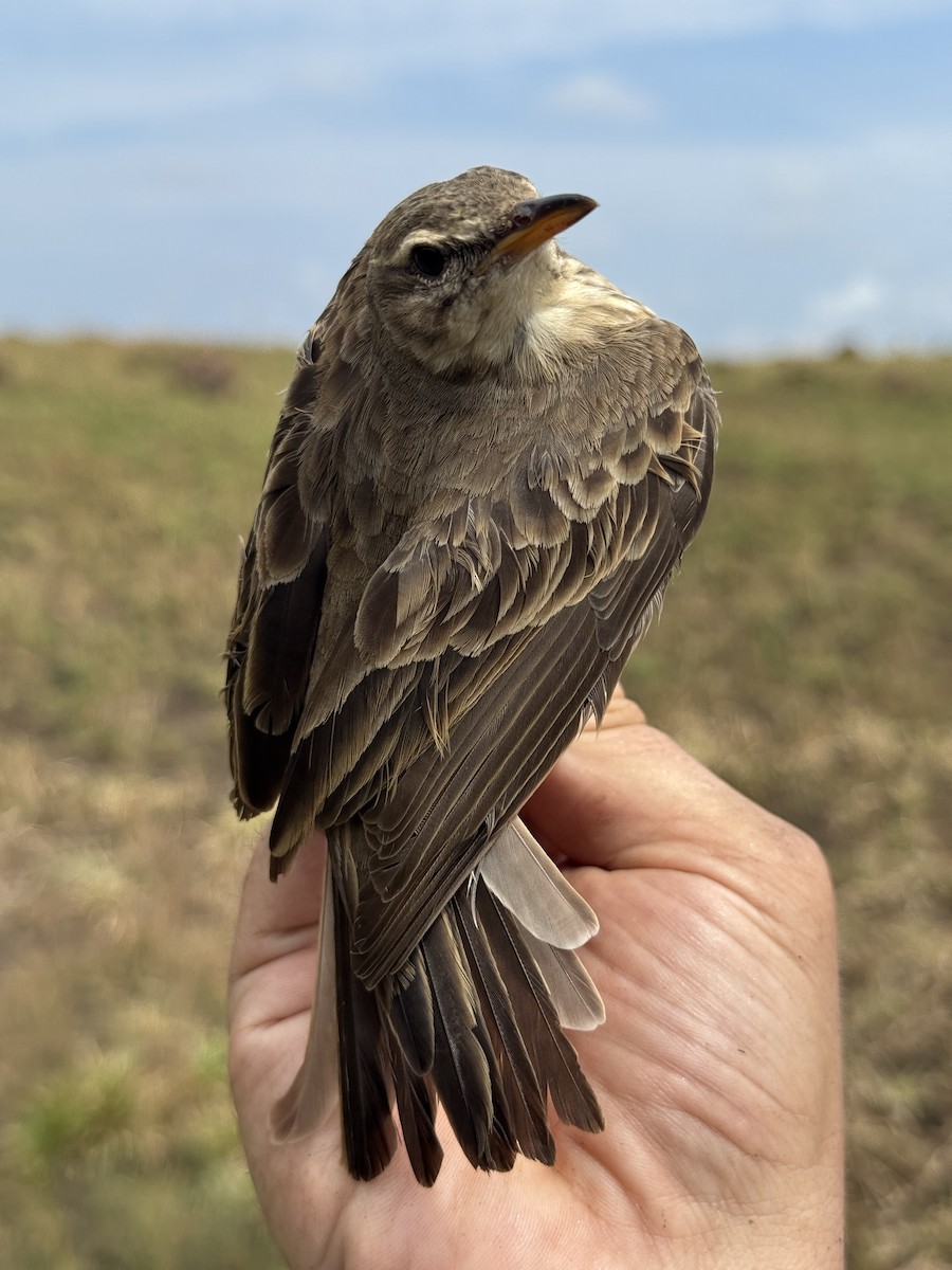 Pipit à longues pattes - ML635522380