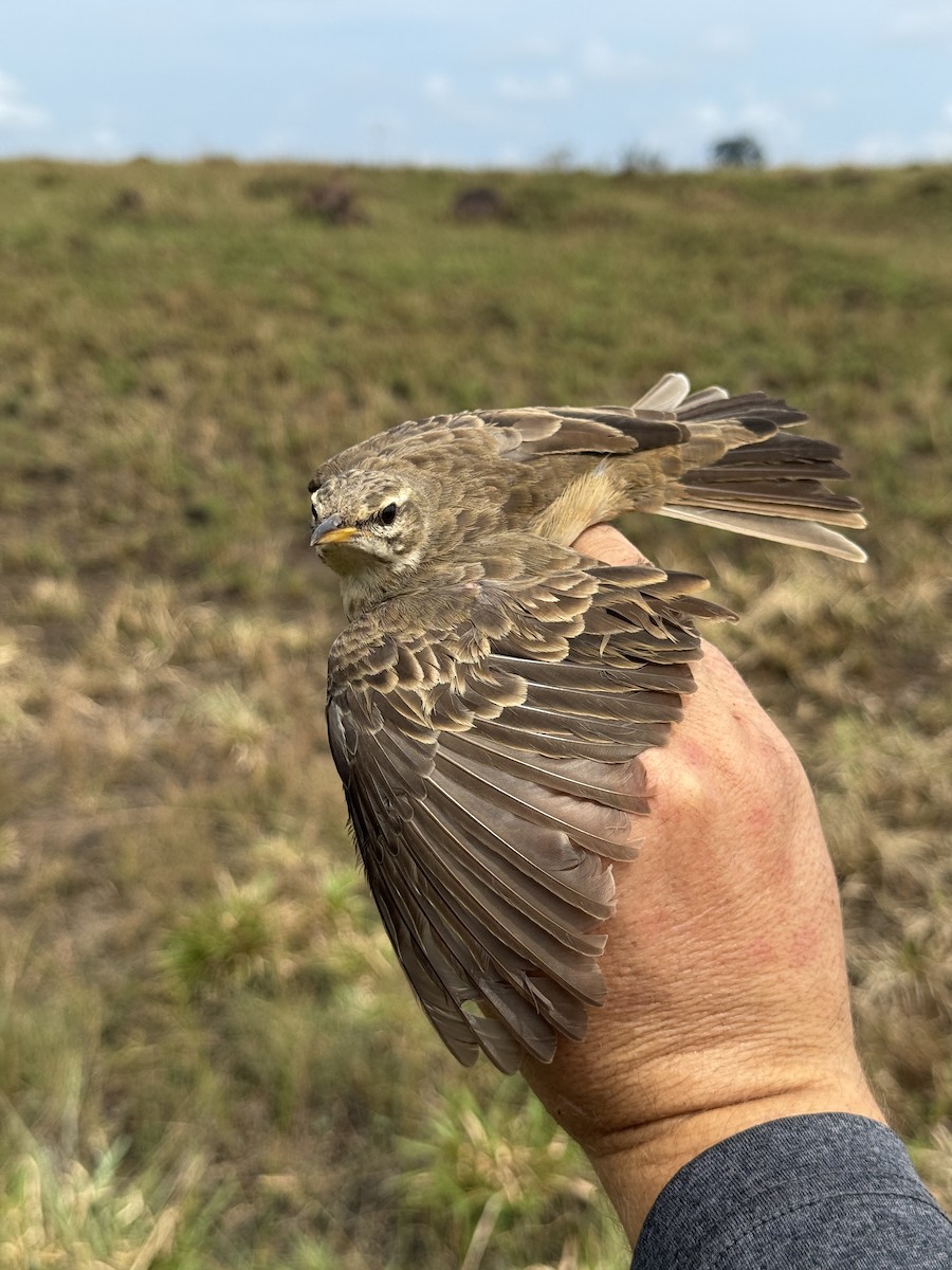 Pipit à longues pattes - ML635522383