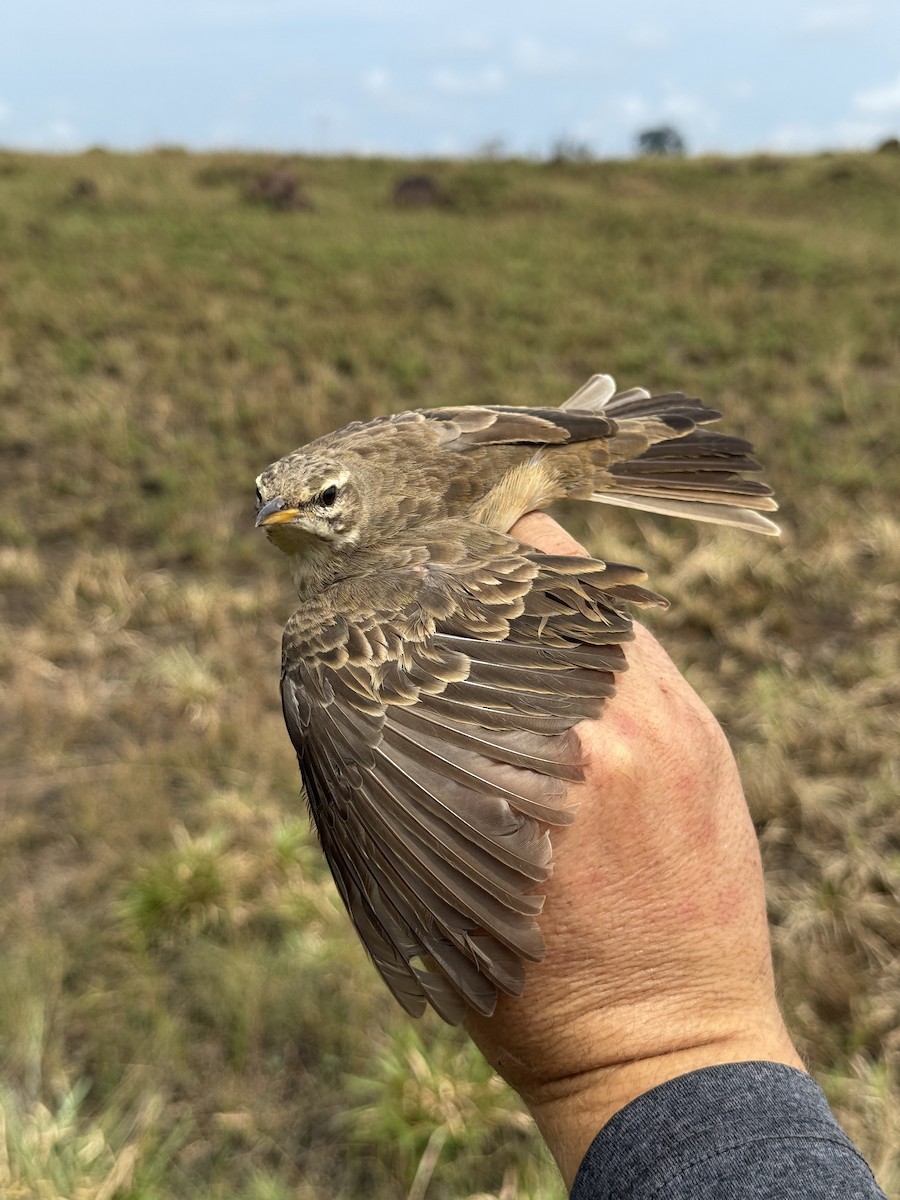 Pipit à longues pattes - ML635522384
