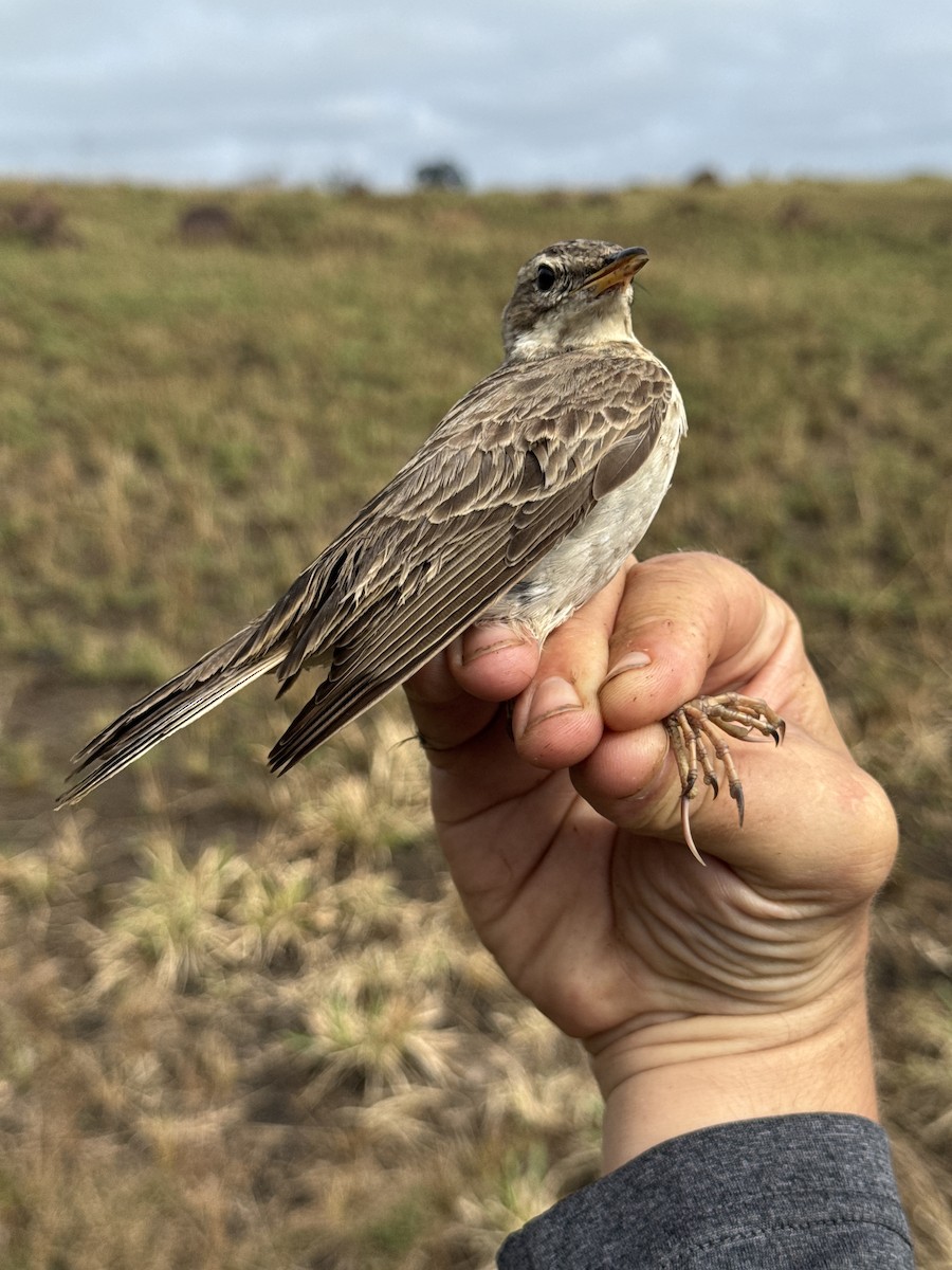 Pipit à longues pattes - ML635522385