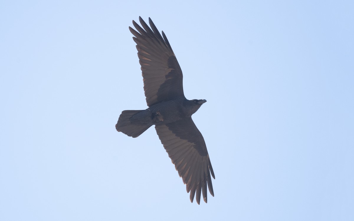 Common Raven - ML635522386