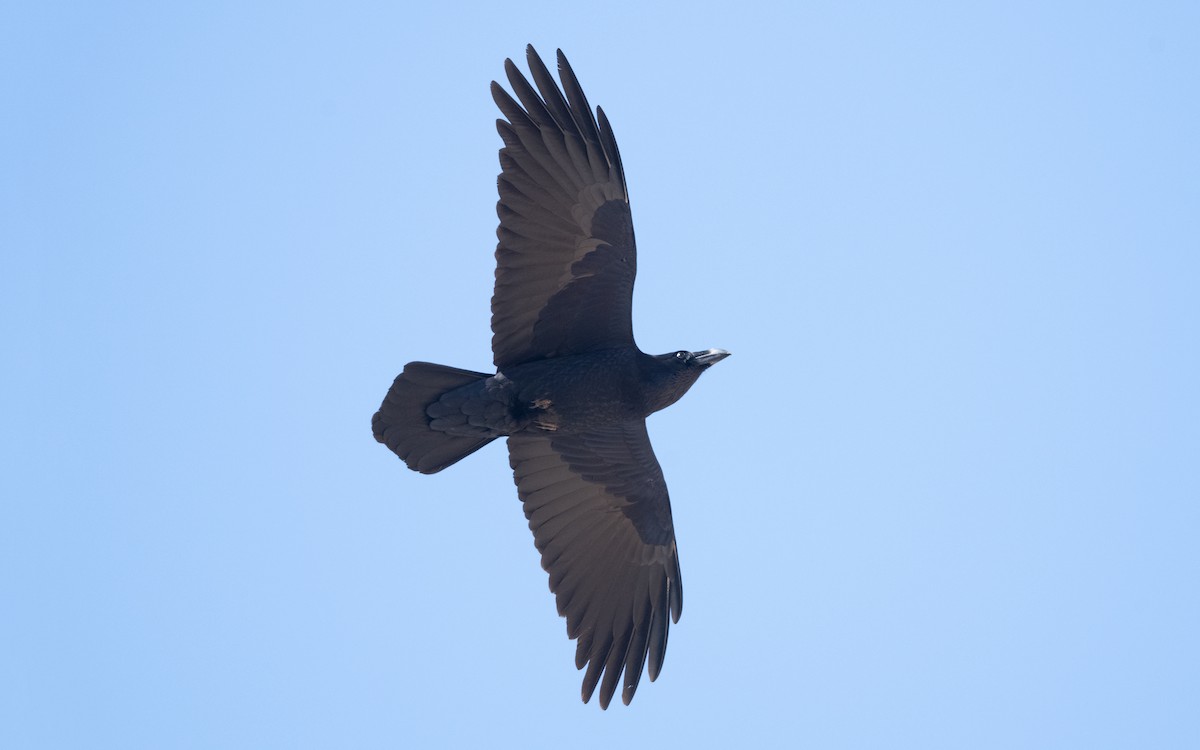Common Raven - ML635522387