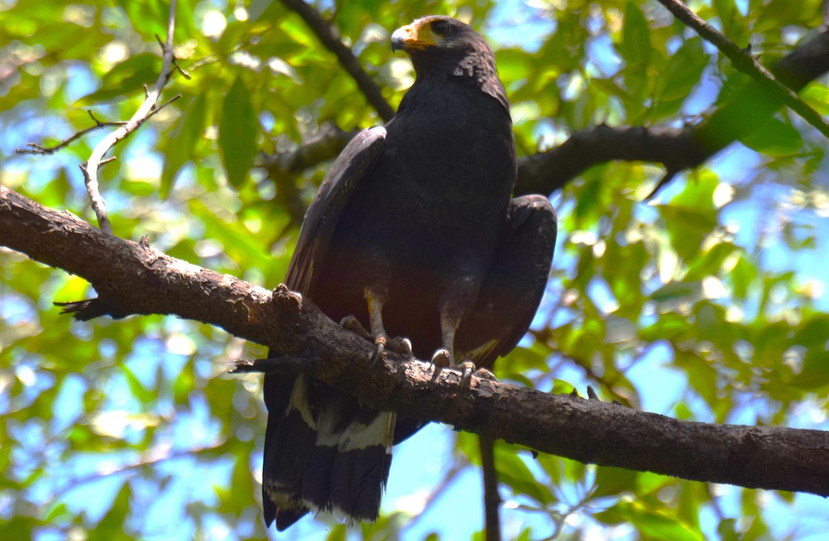 Common Black Hawk - ML635522414