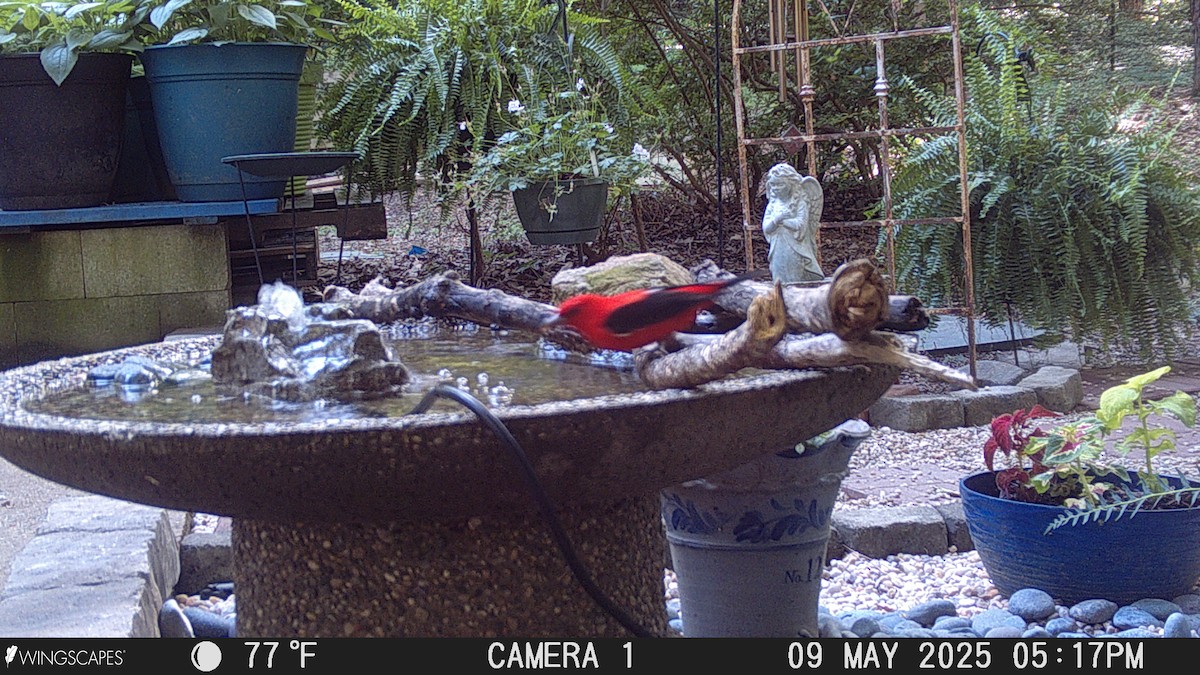 Scarlet Tanager - ML635522434