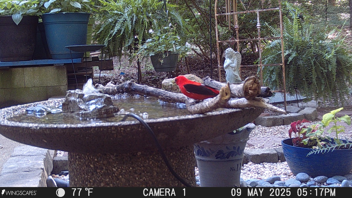 Scarlet Tanager - ML635522435