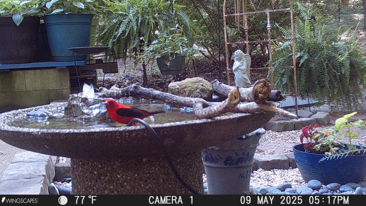 Scarlet Tanager - ML635522436