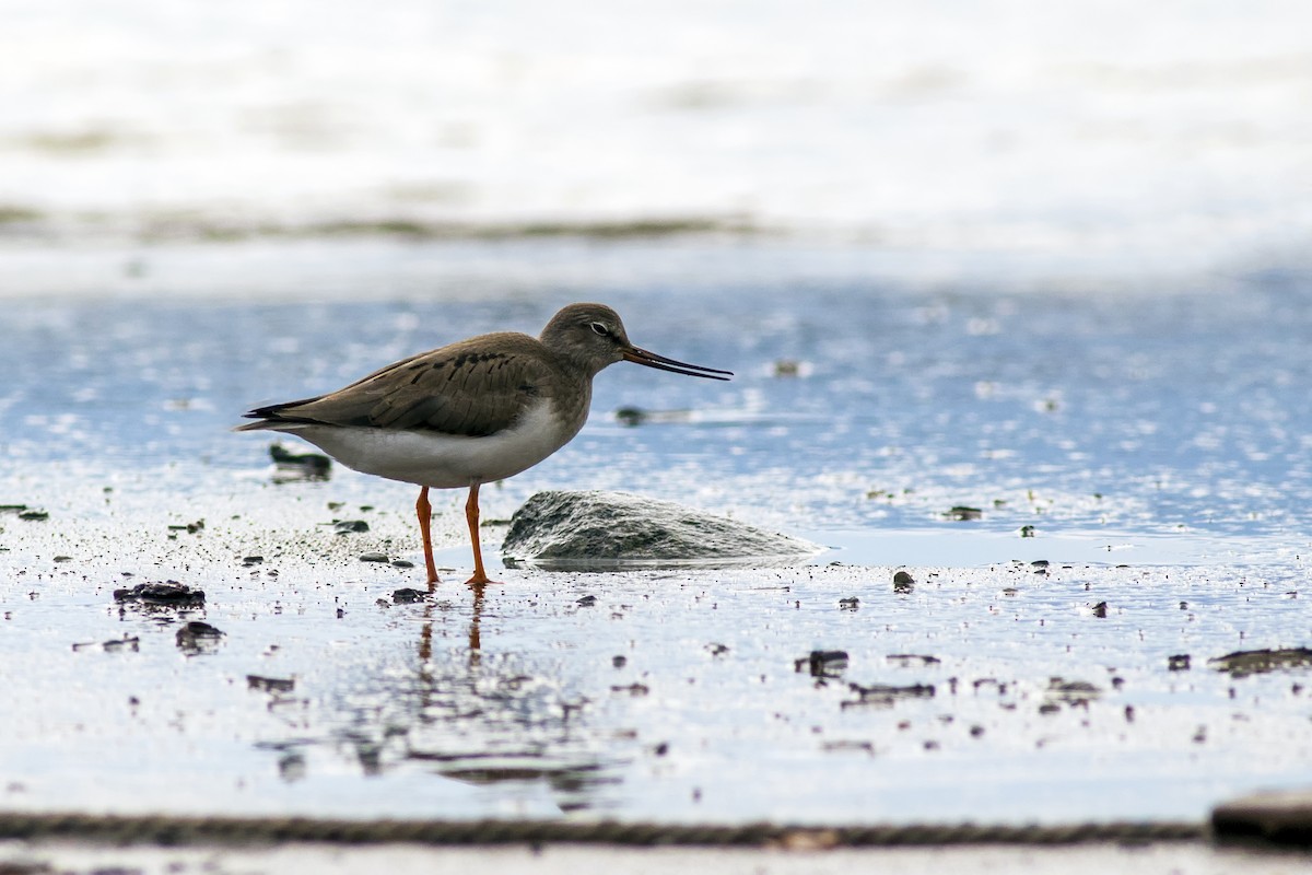 Terek Sandpiper - ML635522438