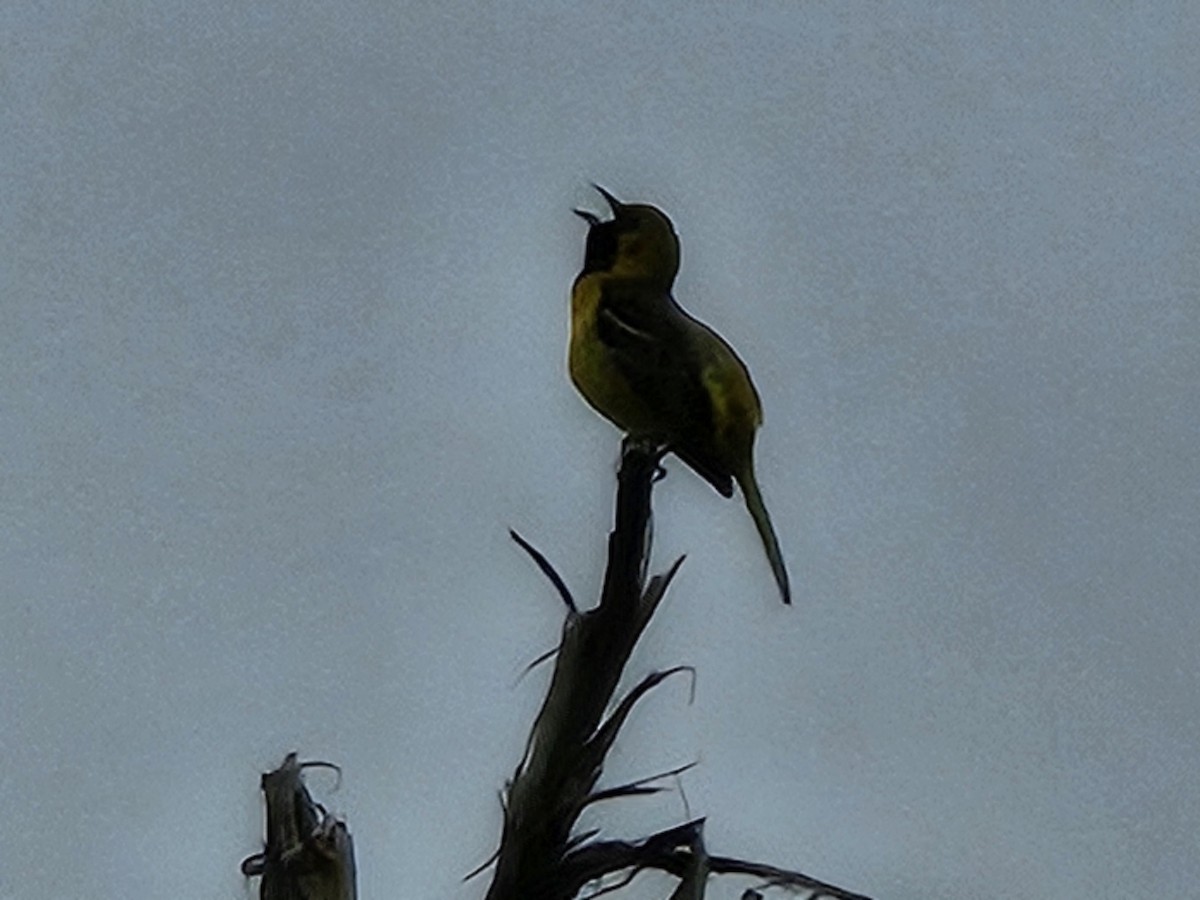 Orchard Oriole - ML635522461