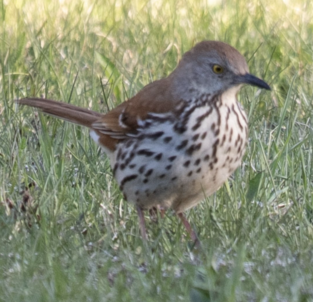 Brown Thrasher - ML635522471
