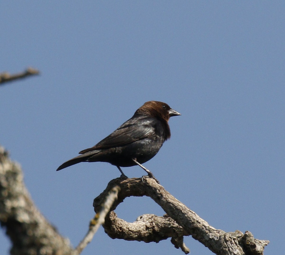 brunhodetrupial - ML635522482