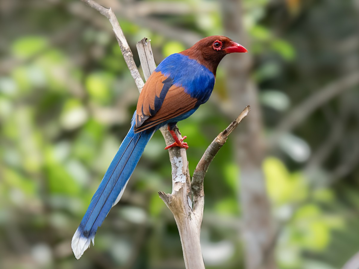 Sri Lanka Blue-Magpie - ML635522486