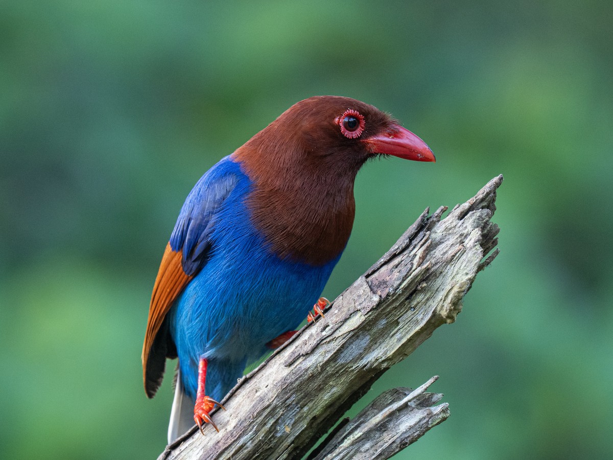 Sri Lanka Blue-Magpie - ML635522490