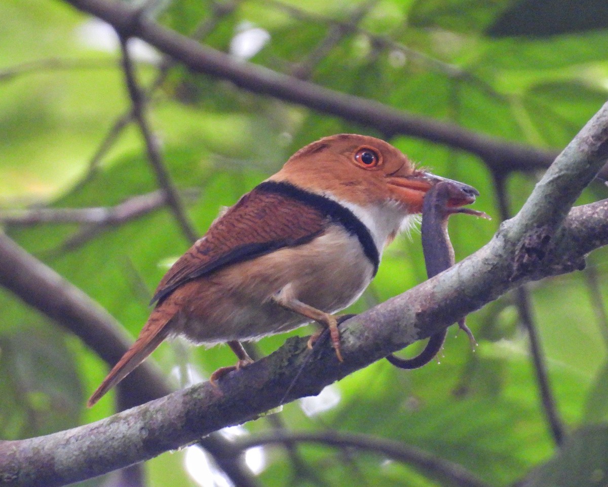 Collared Puffbird - ML635522520