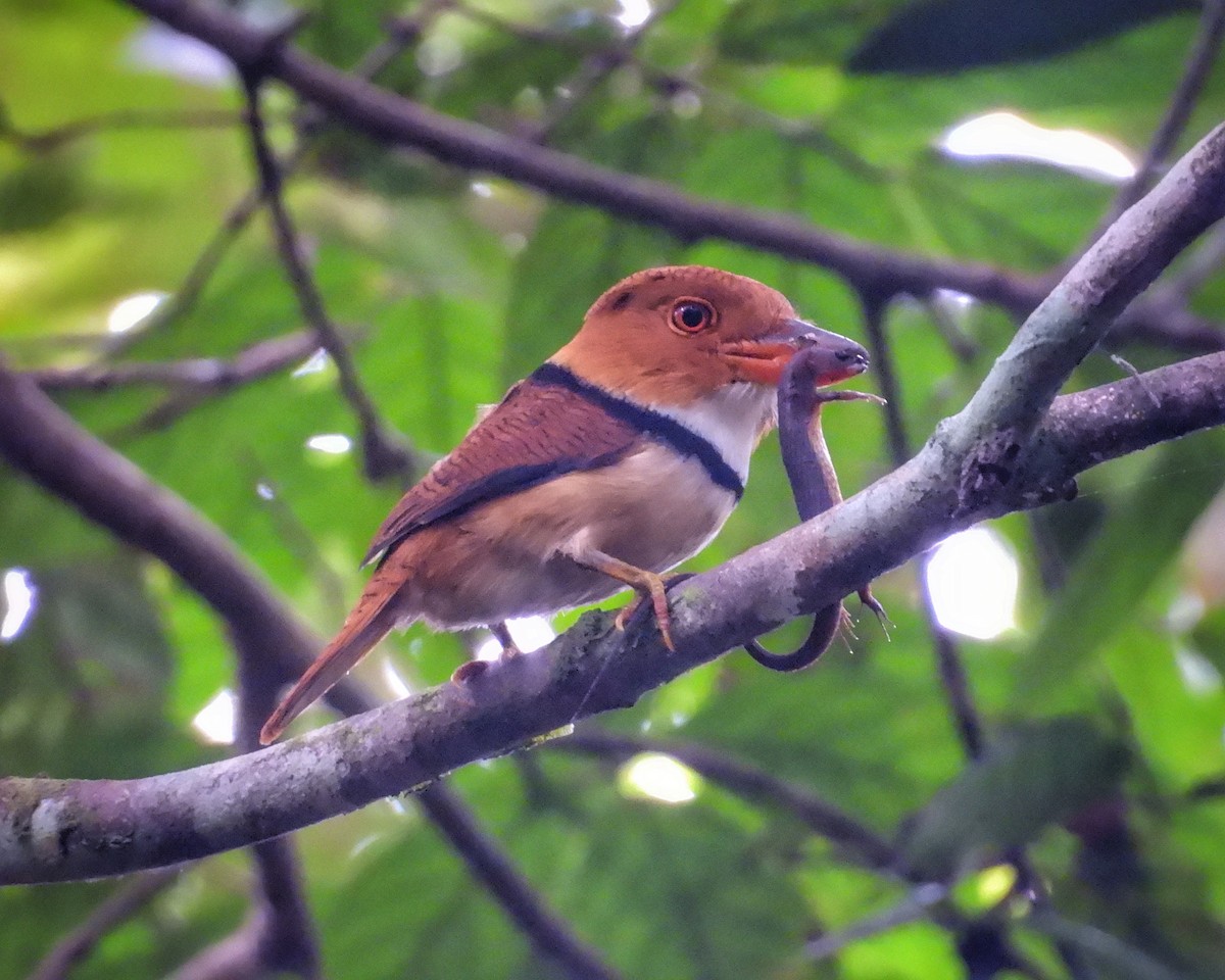 Collared Puffbird - ML635522522